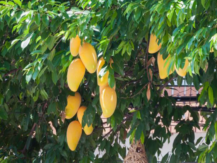 Con ayuda de la ciencia desarrollar n productos con frutos