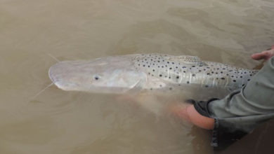 Pesca en Río Teuco
