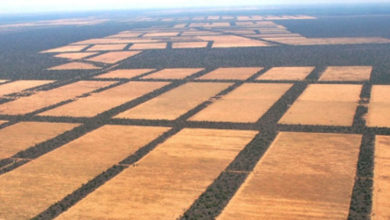 Desmontes en el Chaco